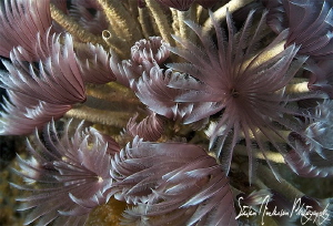 A cluster of Feather Dusters filtering for food. Nassau B... by Steven Anderson 